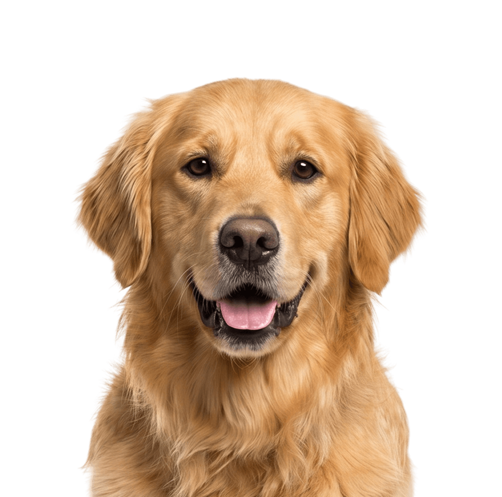 Chien